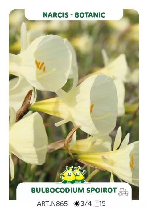 Narcis bot. 'Bulbocodium Spoirot'
