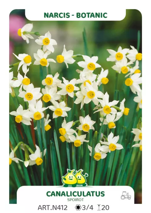 Narcis bot. 'Canaliculatus'