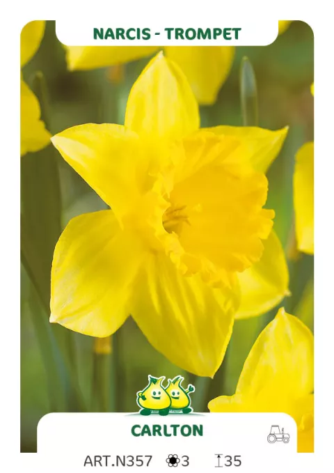 Narcis trompet 'Carlton'