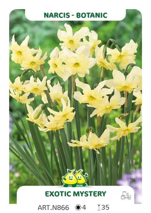 Narcis bot. 'Exotic Mystery'