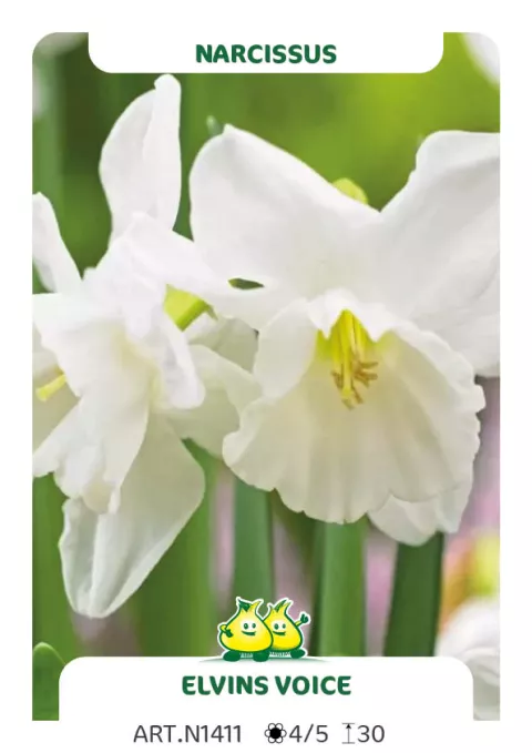 Narcis bot. 'Elvin's Voice'