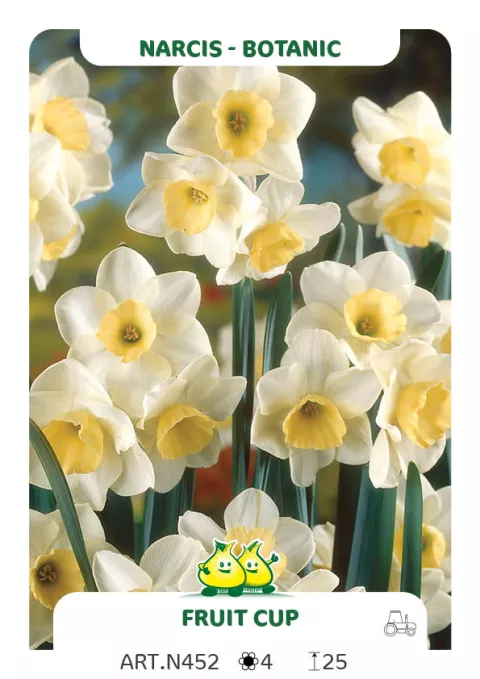 Narcis bot. 'Fruit Cup'