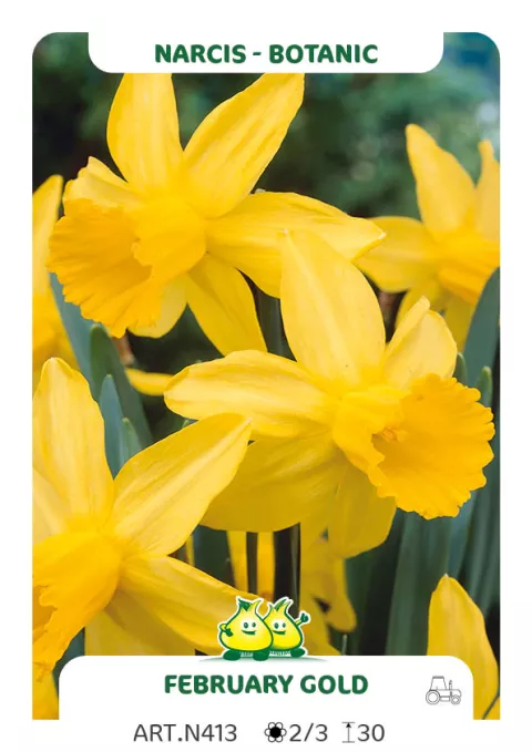 Narcis bot. 'Februari Gold'