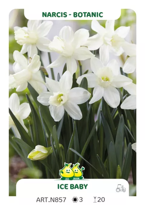 Narcis bot. 'Ice Baby'