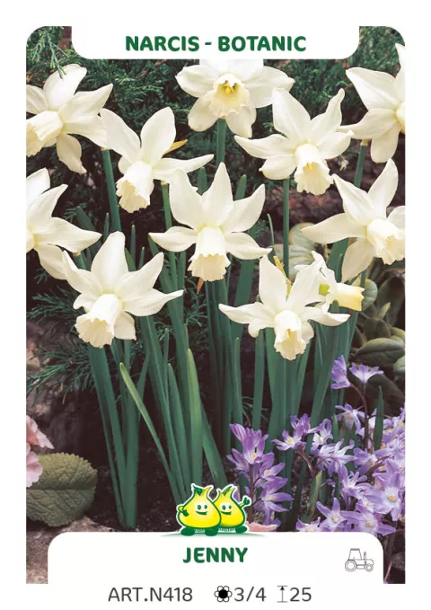 Narcis bot. 'Jenny'
