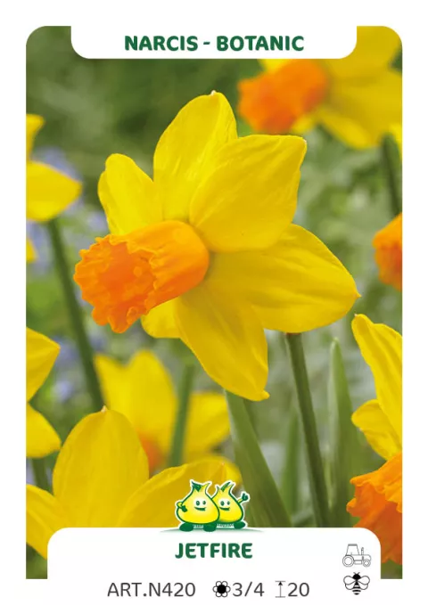 Narcis bot. 'Jet Fire'