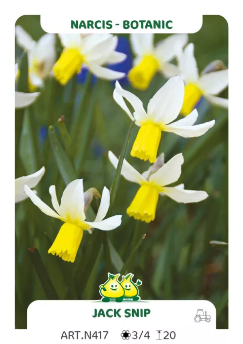 Narcis bot. 'Jack Snipe'