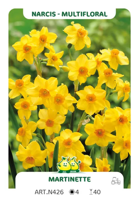 Narcis bot. 'Martinette'