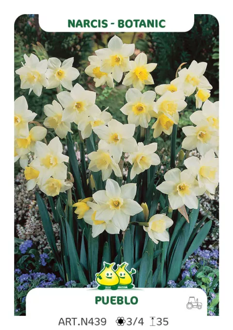 Narcis bot. 'Pueblo'