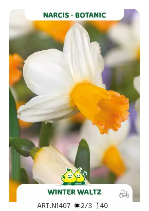 Narcis bot. 'Winter Waltz'