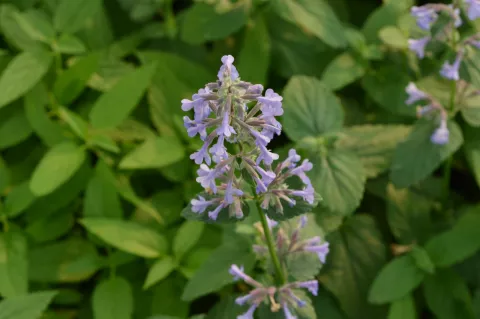 Nepeta grandiflora 'Bramdean'