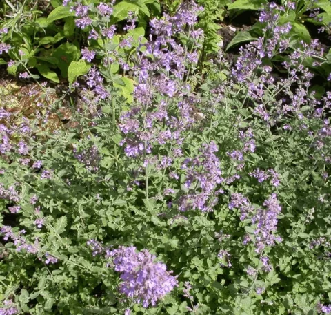 Nepeta faassenii 'Dropmore'