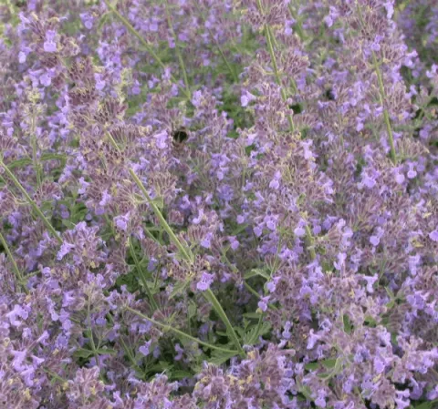 Nepeta faassenii