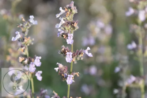 Nepeta faassenii 'Gletschereis'