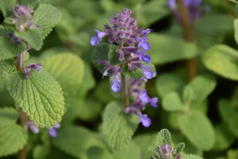 Nepeta racemosa 'Grog'