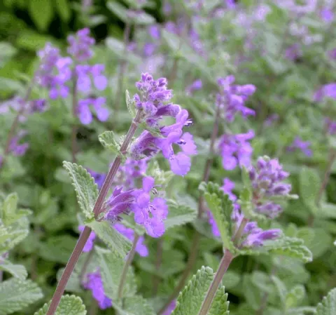 Nepeta mussinii