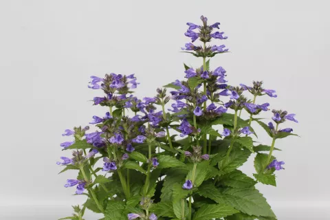 Nepeta 'Neptune'