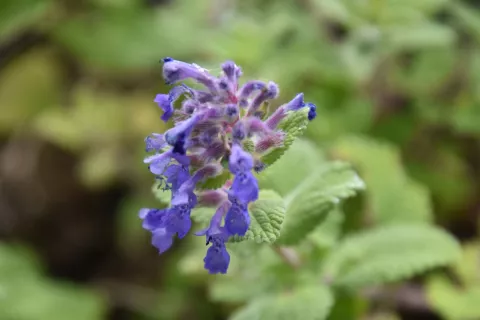Nepeta racemosa 'Odeur Citron'