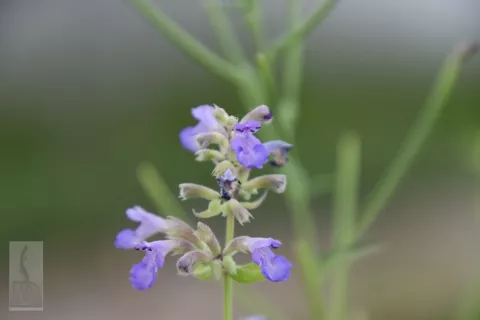 Nepeta grandiflora 'Pool Bank'