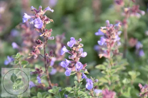 Nepeta faassenii 'Purrsian Blue'