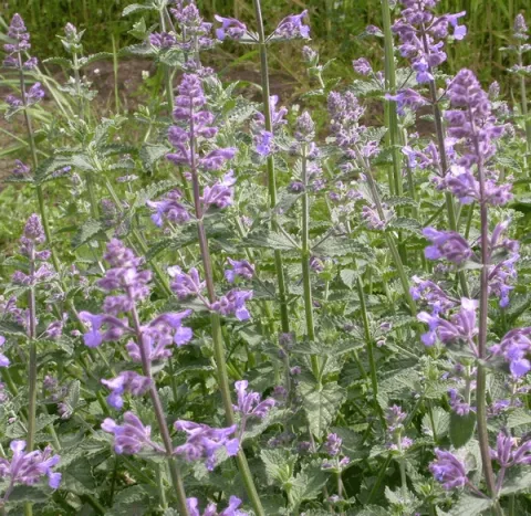 Nepeta faassenii 'Six Hills Giant'
