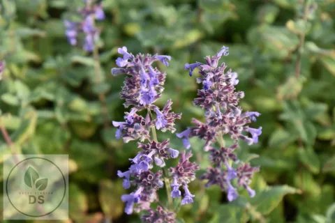Nepeta grandiflora 'Summer Magic'