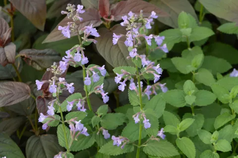 Nepeta grandiflora 'Wild Cat'