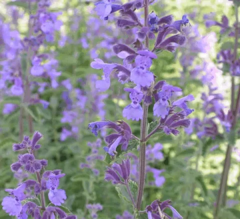 Nepeta faassenii 'Walkers Low'