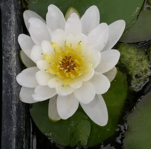 Nymphaea marliacea 'Albida'