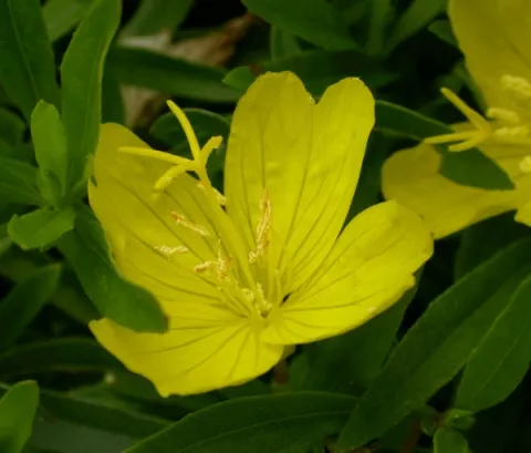 Oenothera hybr. 'African Sun'