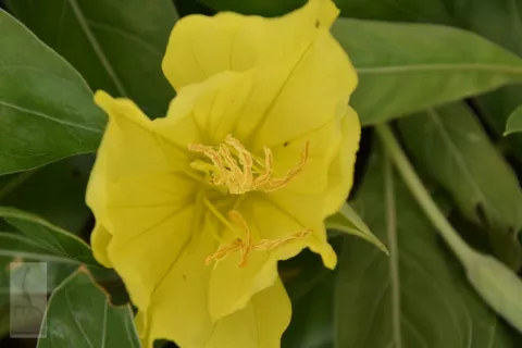 Oenothera macrocarpa (missourienis)