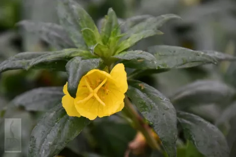 Oenothera fruticosa 'Sonnenwende'