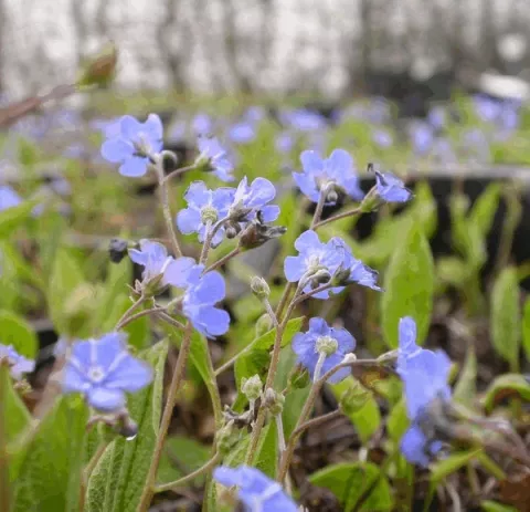 Omphalodes verna