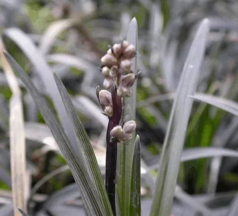 Ophiopogon planiscapus 'Niger'