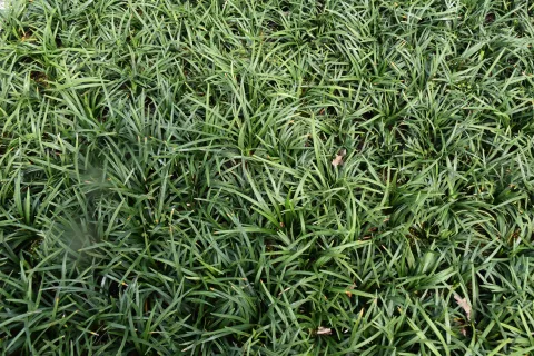 Ophiopogon planiscapus