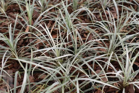 Ophiopogon japonicus 'Silver Mist'