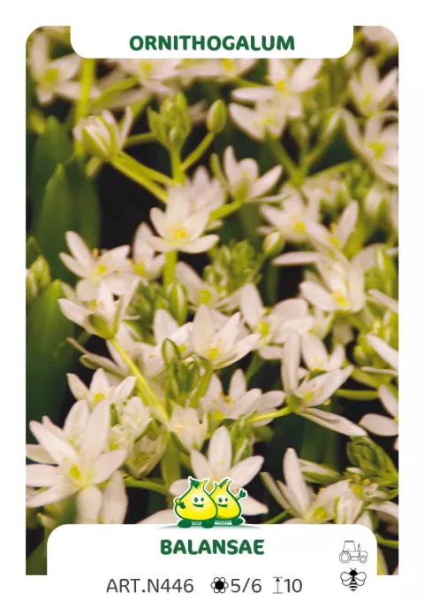 Ornithogalum 'Balansae'