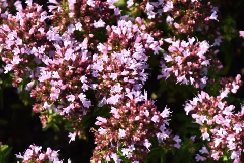 Origanum vulg. 'Compactum'