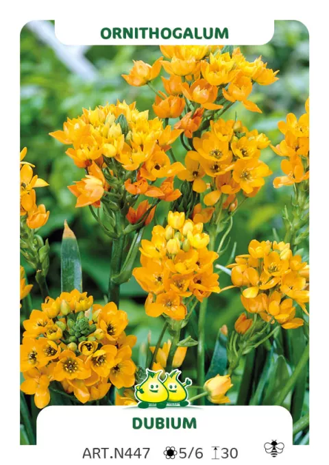 Ornithogalum 'Dubium'