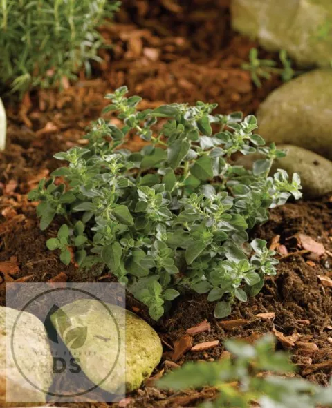 Origanum vulg. 'Hot and Spicy'