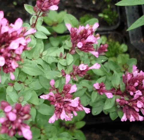 Origanum laevigatum 'Herrenhausen'