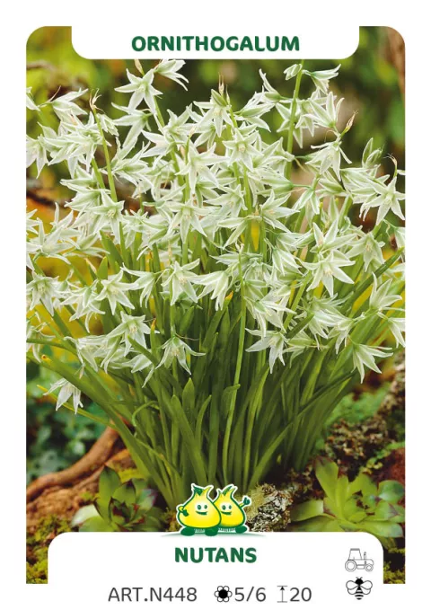 Ornithogalum nutans