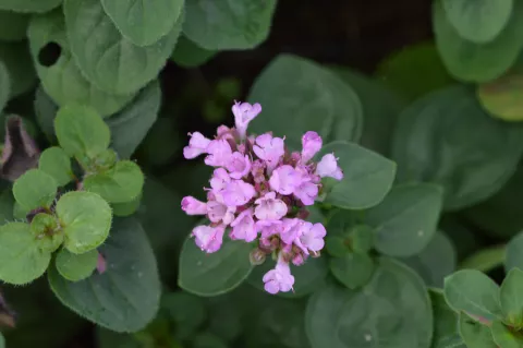 Origanum 'Rosenkuppel'
