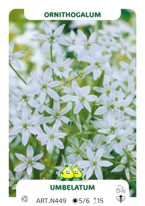 Ornithogalum 'Umbellatum'