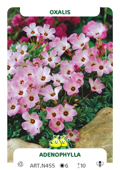 Oxalis adenophylla