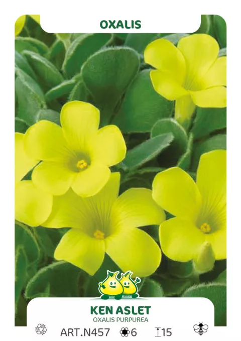 Oxalis pupurea 'Ken Aslet'