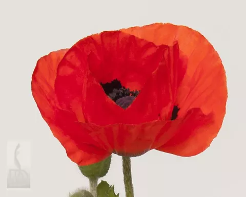 Papaver or. 'Allegro'