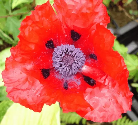 Papaver or. 'Beauty of Livermere'