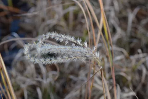 Panicum virg. 'Cloud Nine'