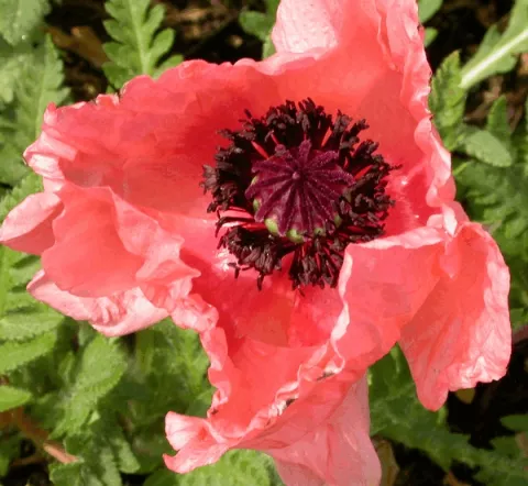 Papaver or. 'Helen Elizabeth'